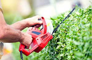 Local Hedge Care Hedge Care Braintree