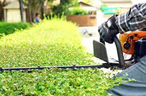 Hedge Cutting Flint (CH6) Hedge Cutting Flint (CH6)