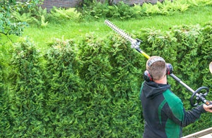 Local Hedge Trimming Services Hedge Trimming Braintree