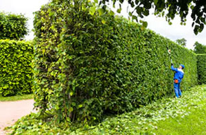 Gardening Services Broadstairs Kent Gardening Services Broadstairs Kent