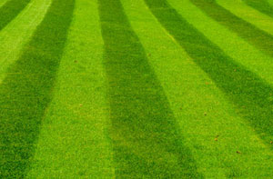 Lawn Care Lawn Care Chard