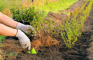 Garden Services Raunds Garden Services Raunds