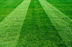 Lawn Care Lawn Care Edinburgh