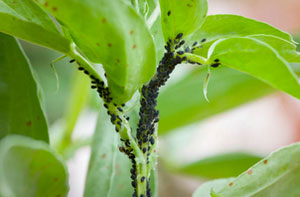 Garden Pest Control Garden Pest Control Finchampstead Berkshire